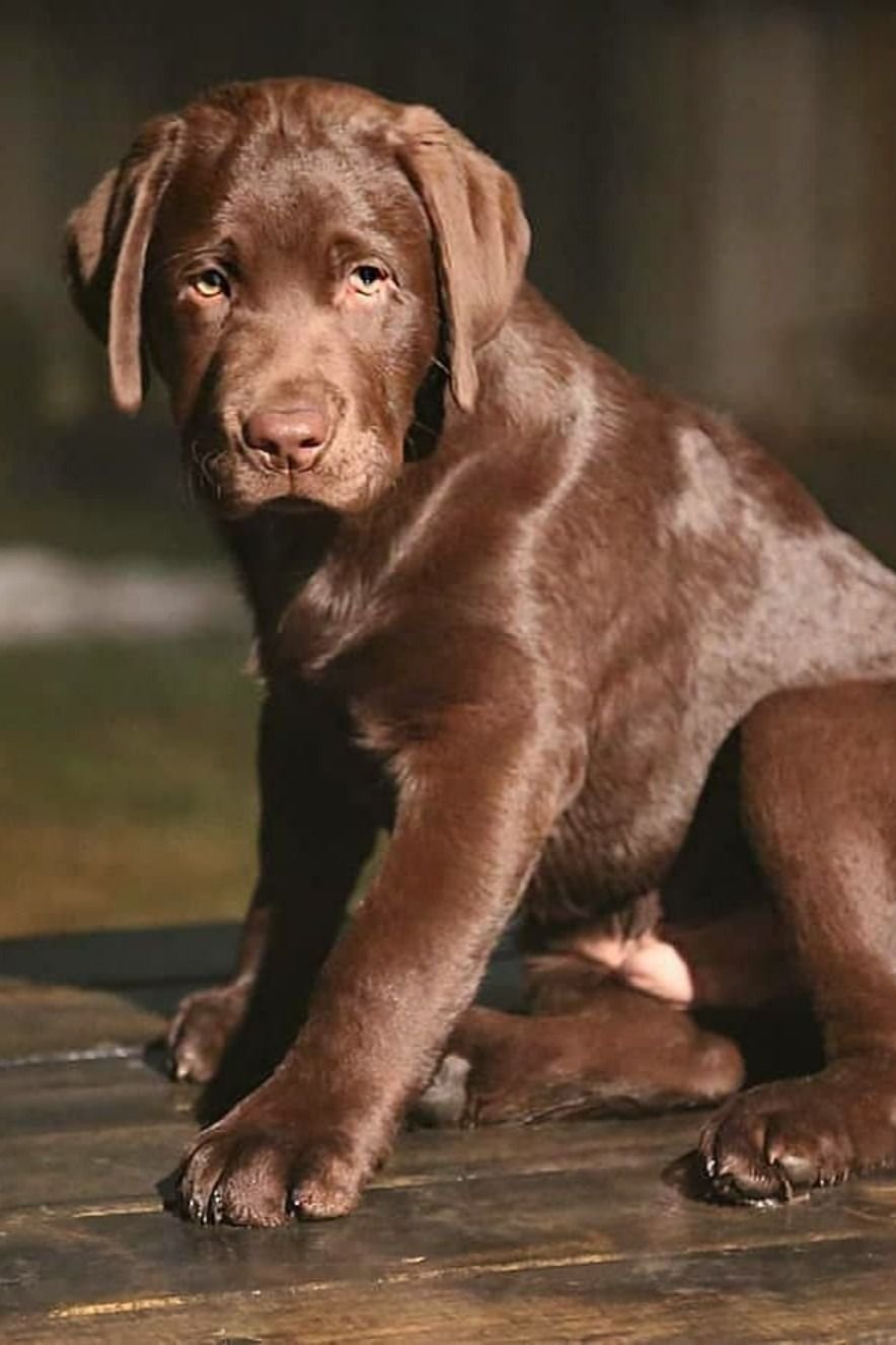 Лабрадор ретривер шоколадного окраса