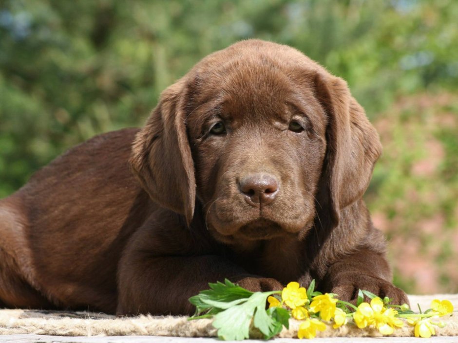 Шоколадный лабрадор