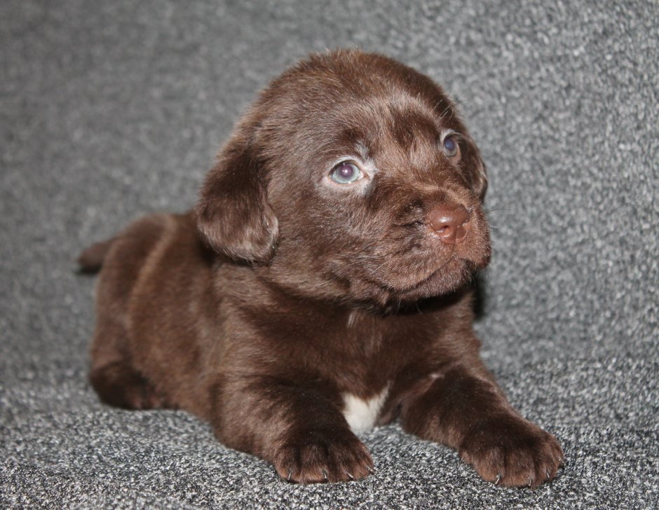 Шоколадный лабрадор щенок