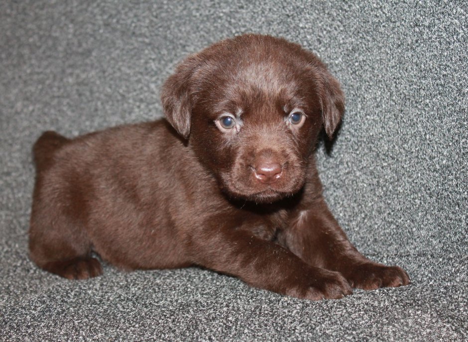 Лабрадор ретривер шоколадный с голубыми глазами