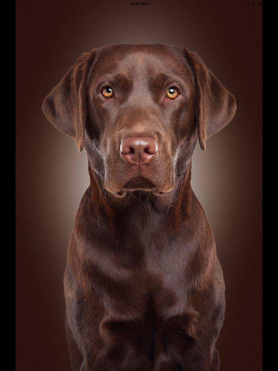 Шоколадный лабрадор