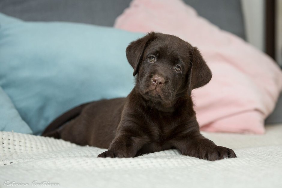 Шоколадная собака