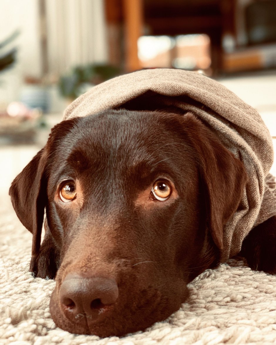 Лабрадор ретривер коричневый