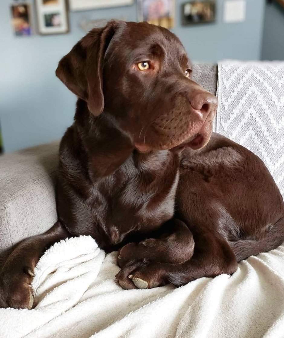 Лабрадор ретривер коричневый