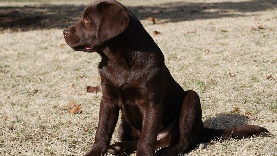Повтори шоколадных лабрадоров имена