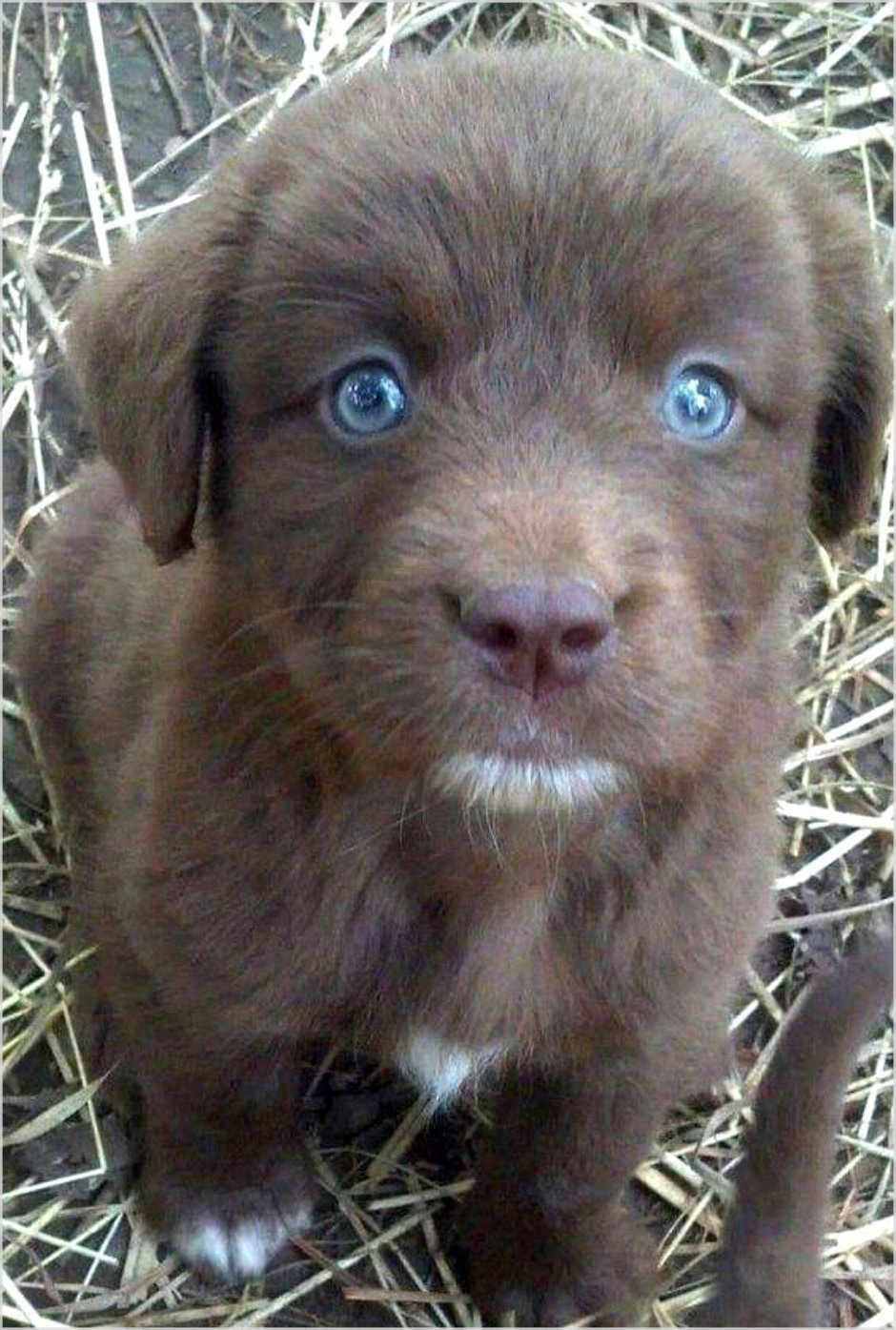 Такса шоколадного окраса