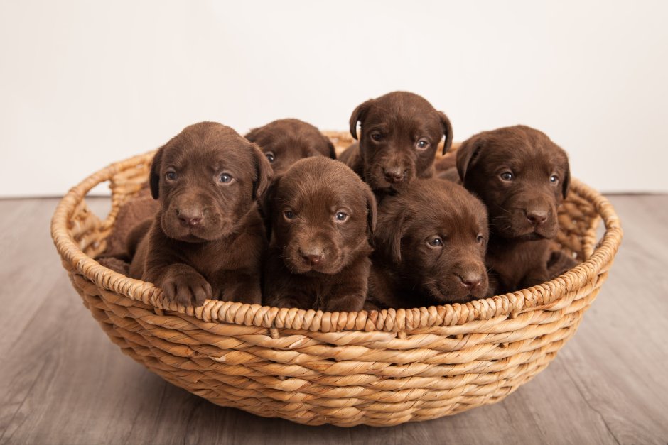 Шоколадный лабрадор