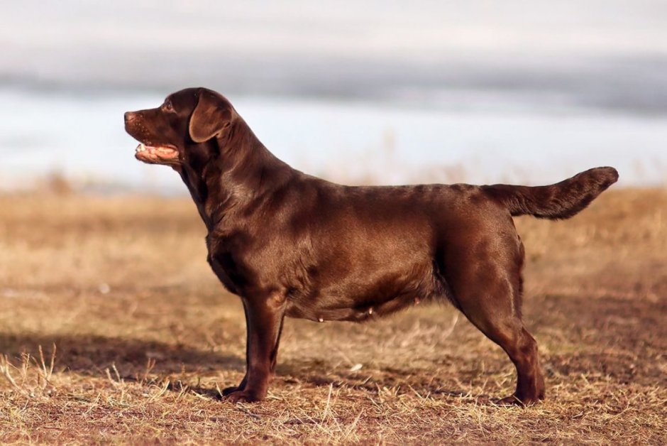Шоколадный лабрадор щенок
