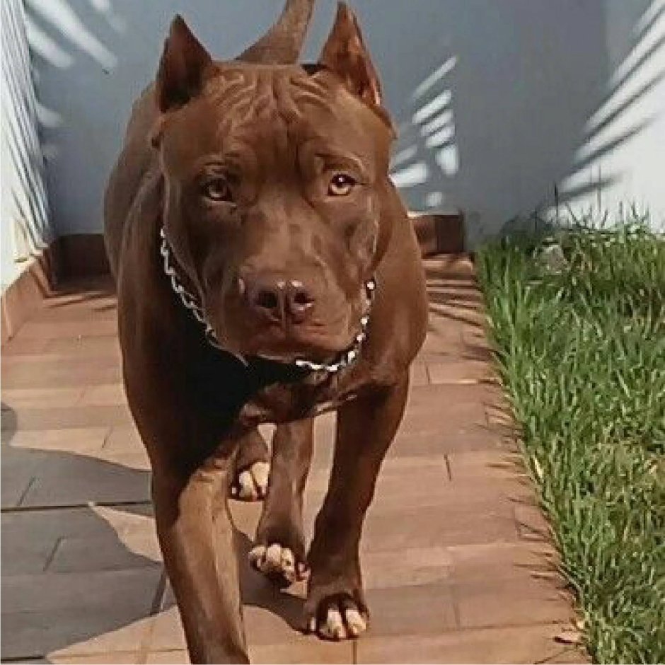 Австралийская колли