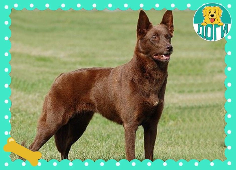 Шоколадный лабрадор и пулер