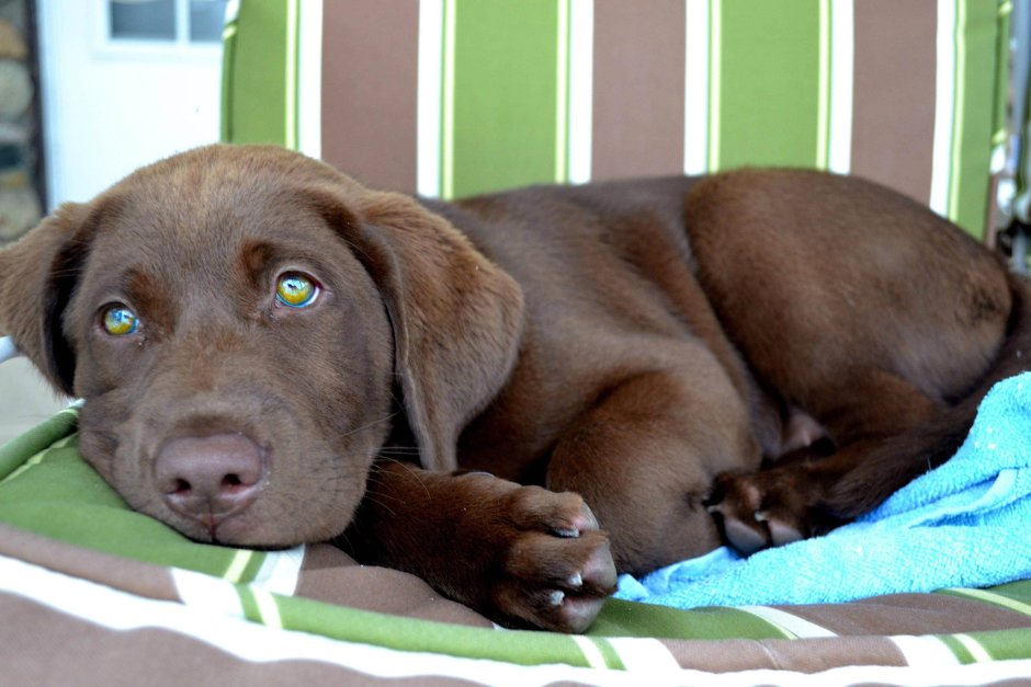 Шоколадный Паттердейл терьер