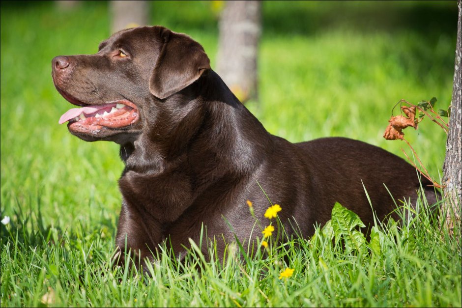 Охотничья собака шоколадного окраса