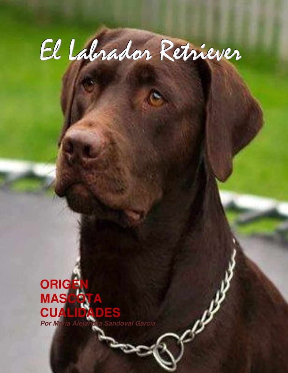 Лабрадор коричневый