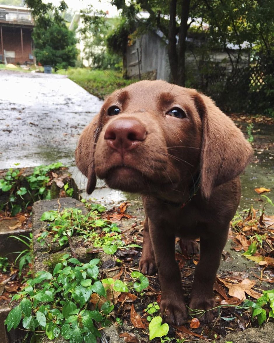 Лающий шоколадный лабрадор