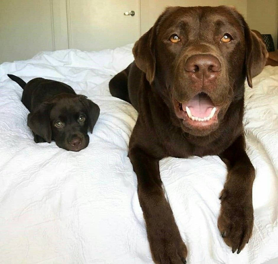 Метис шоколадного лабрадора