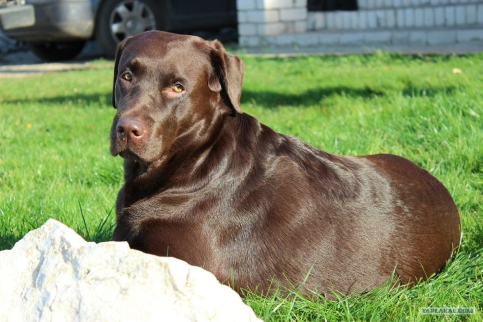 Шоколадный лабрадор щенок