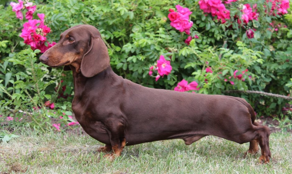 Лабрадор гладкошерстный шоколадный