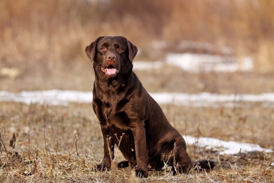 Австралийский келпи