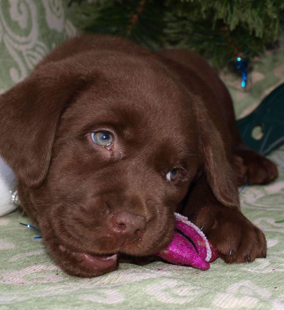 Ретривер шоколадный гладкошерстный