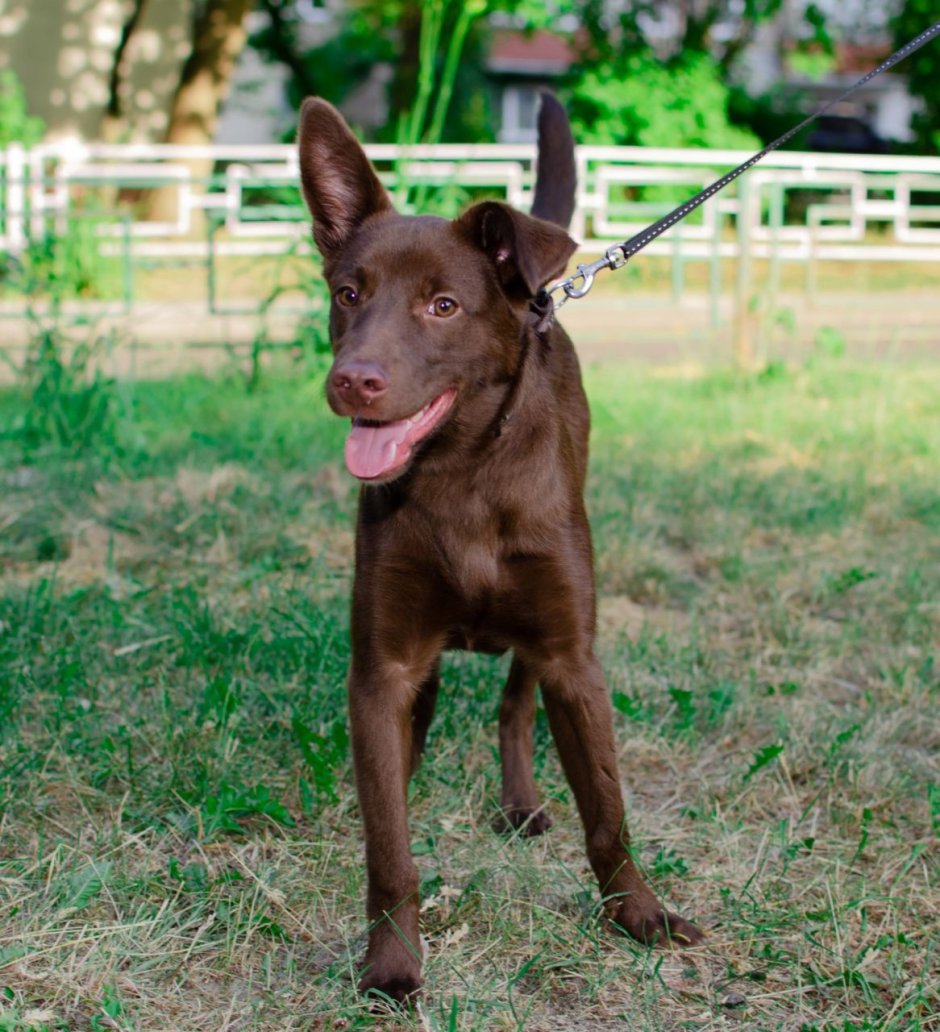 Питбуль шоколадного окраса
