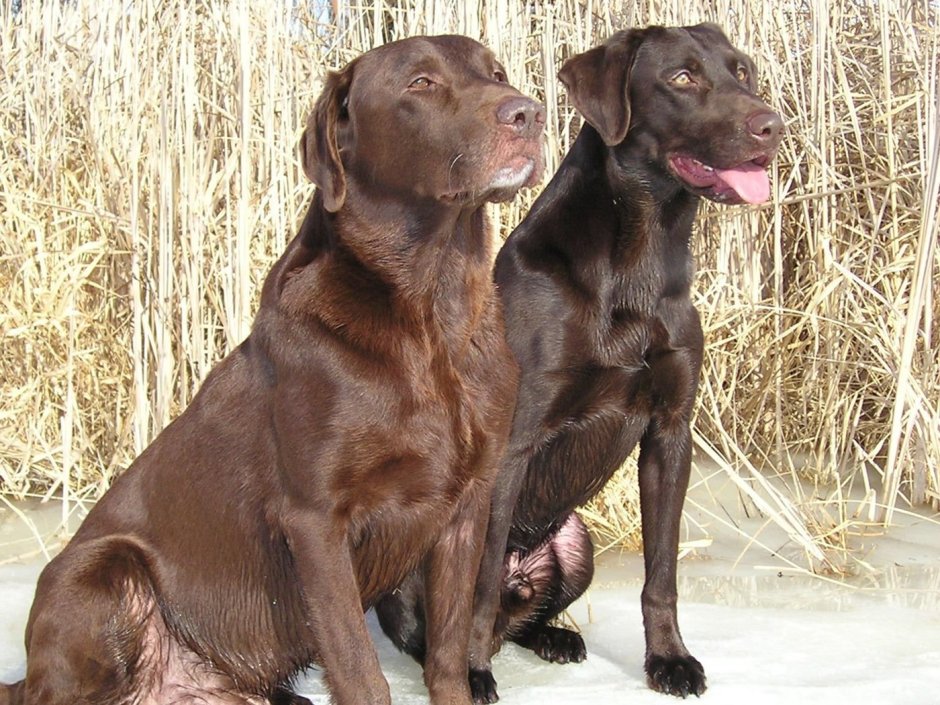 Лабрадор ретривер шоколадный