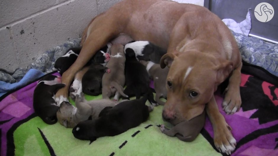 Новорожденные щенки питбультерьер