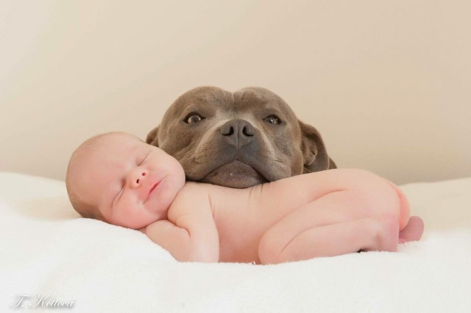 Щенки питбуля новорожденные