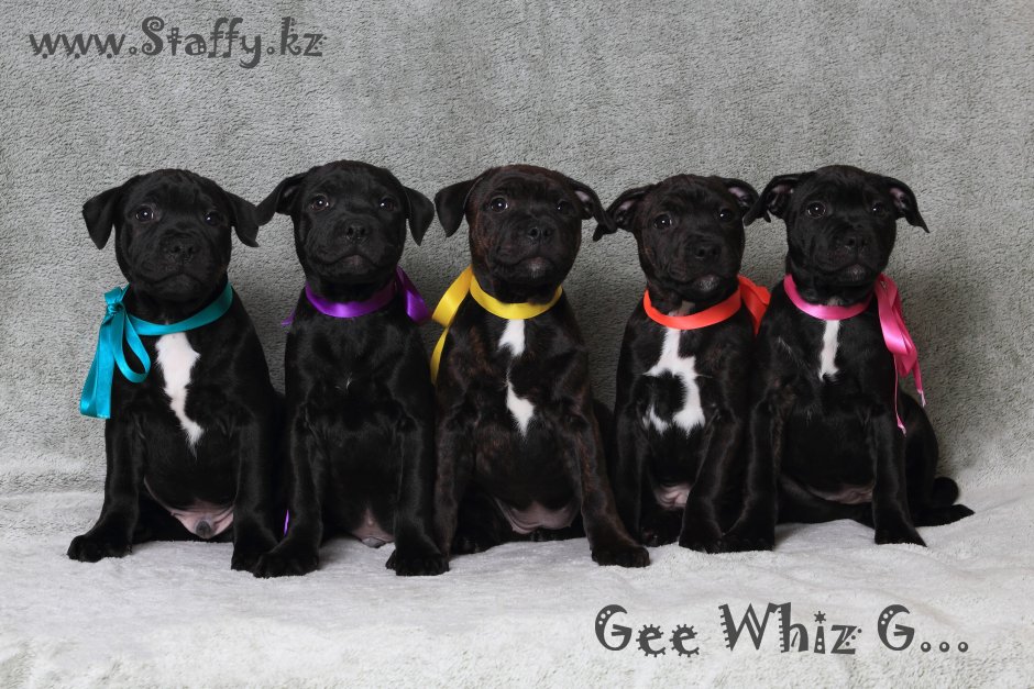 Питбули спят