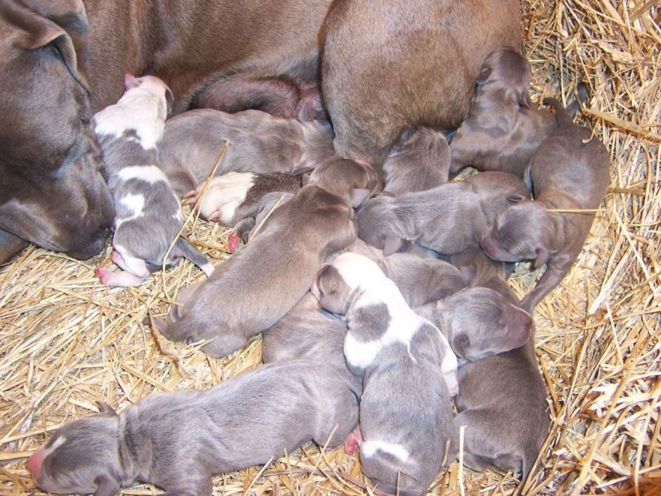 Питбуль щенки Новорожденные
