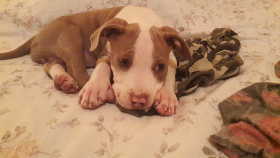 Питбуль белый с рыжими пятнами