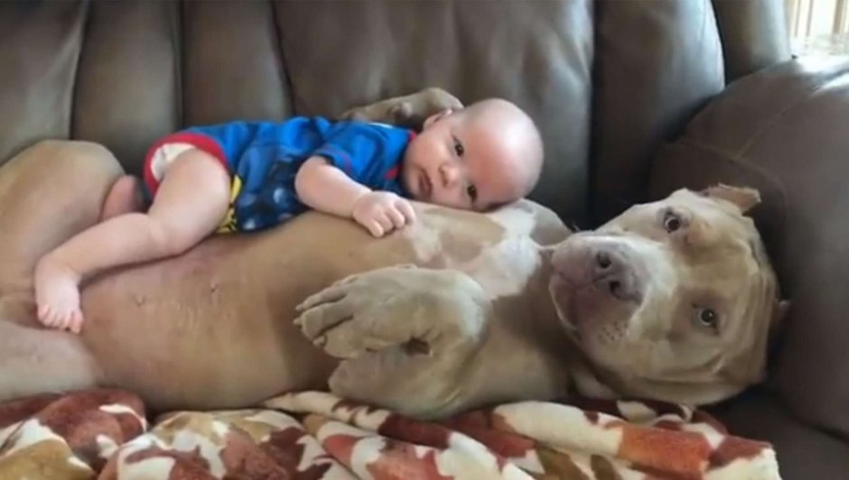 Питбуль ред ноуз