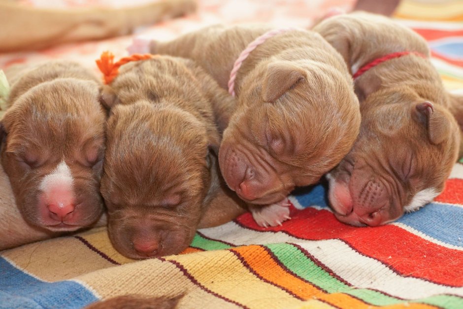 Английский питбультерьер серый с голубыми глазами