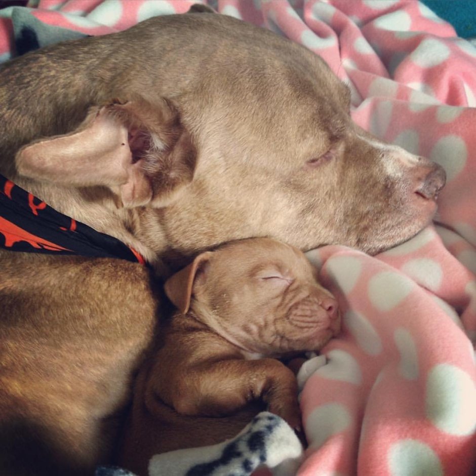 Питбуль собака нянька