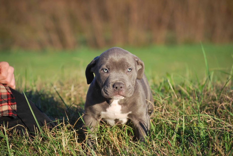 Американский питбультерьер щенки Новорожденные