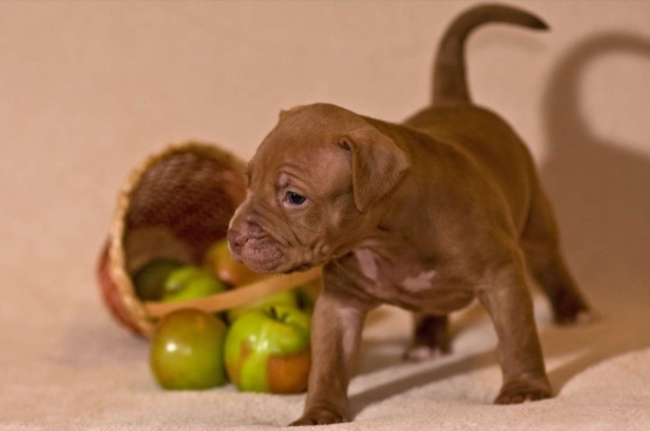 Американский питбультерьер щенки