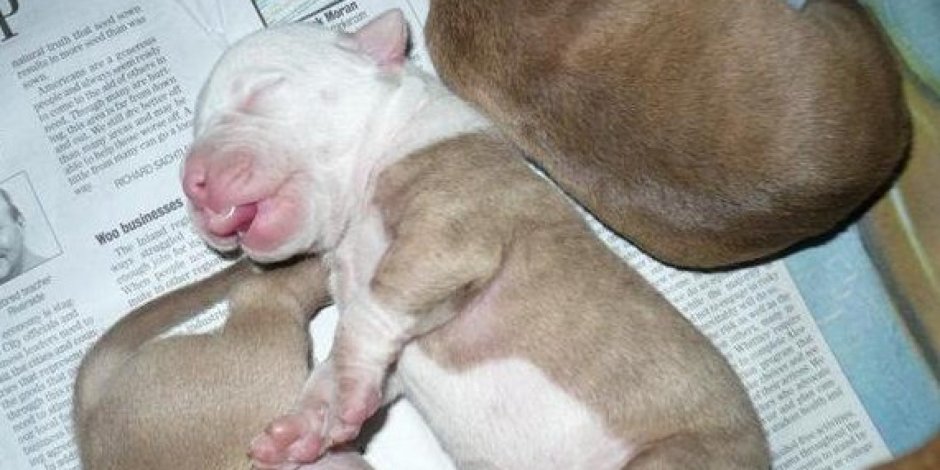 Американский питбультерьер щенок новорожденный