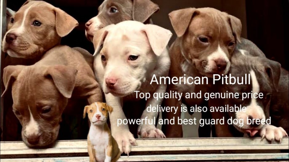 Мини питы собаки