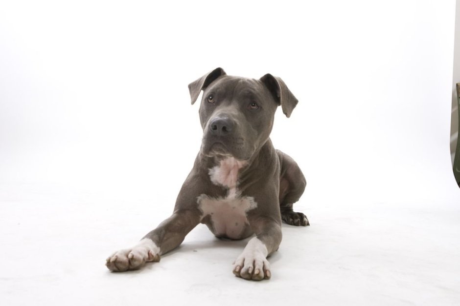 Лиловый окрас питбуля