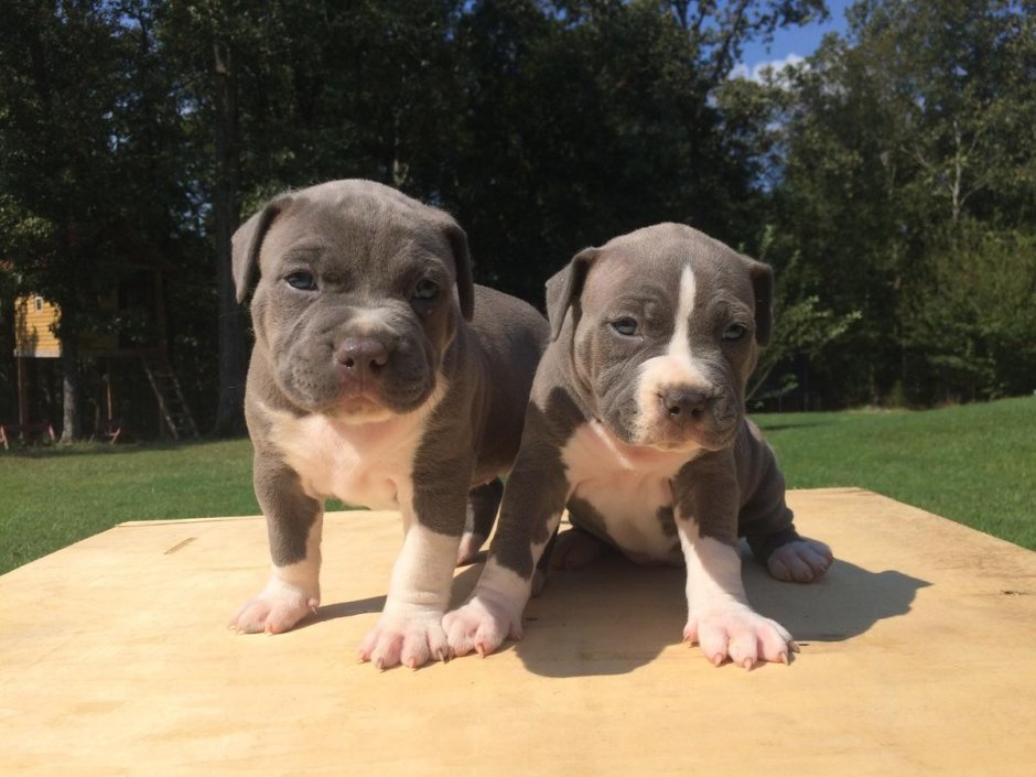 Самый маленький питбуль