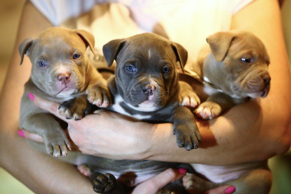 Маленький ребенок с щенком