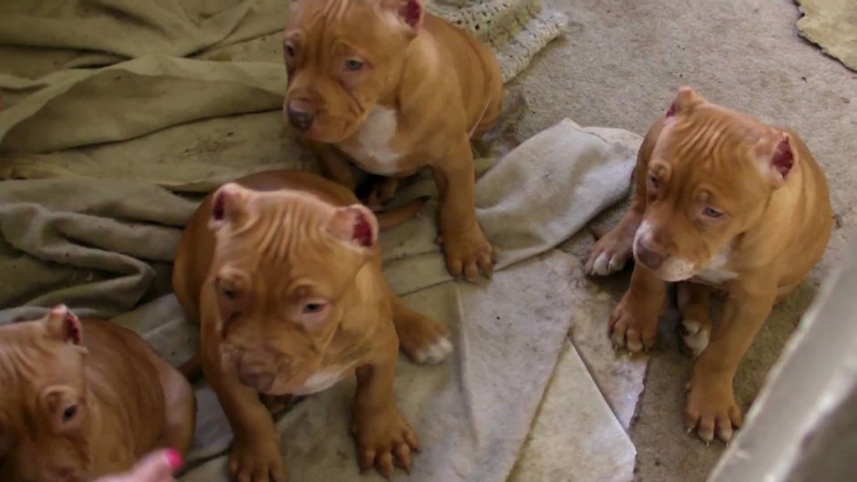 Двухмесячные щенки питбуля