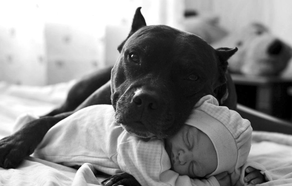 Питбуль фото щенки Брид-класс