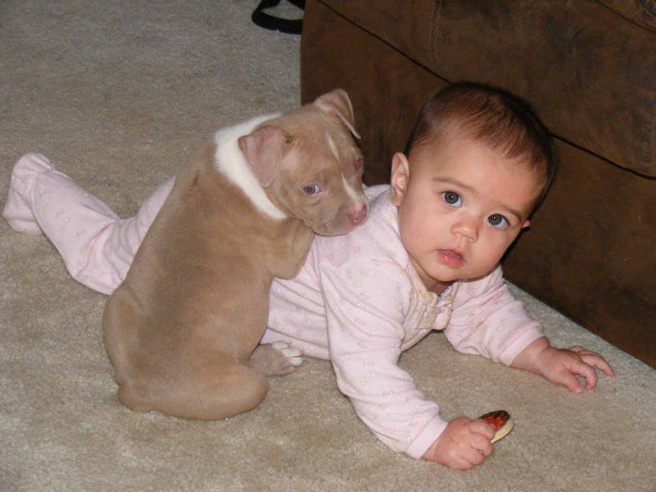 Стаффордширский терьер черный