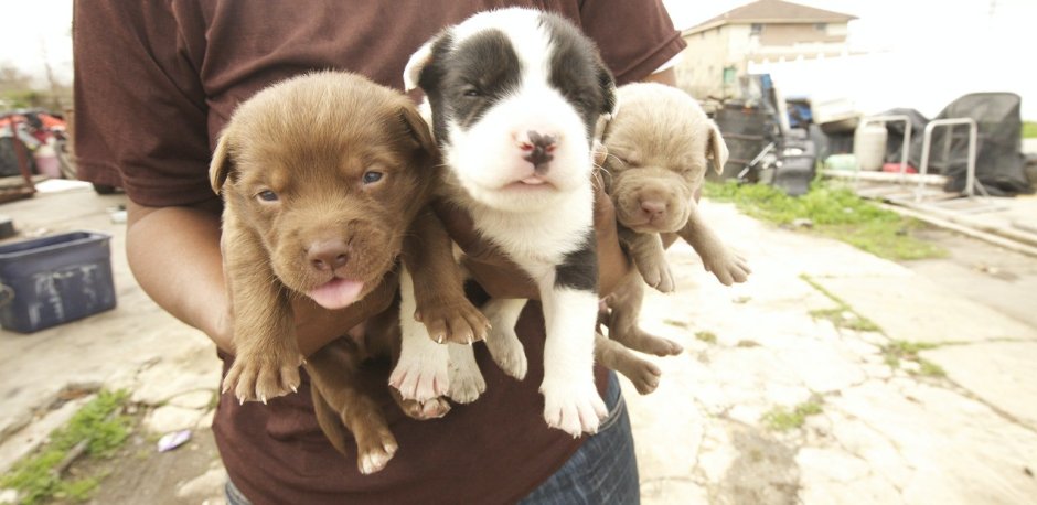 Питбуль щенок рыжий