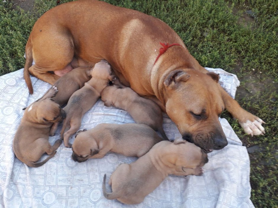 Щенки питбуль новорожденных