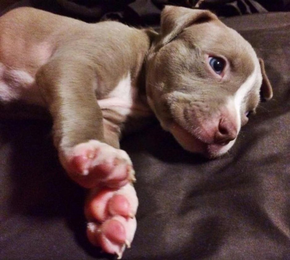 Американский питбультерьер щенок 1 месяц