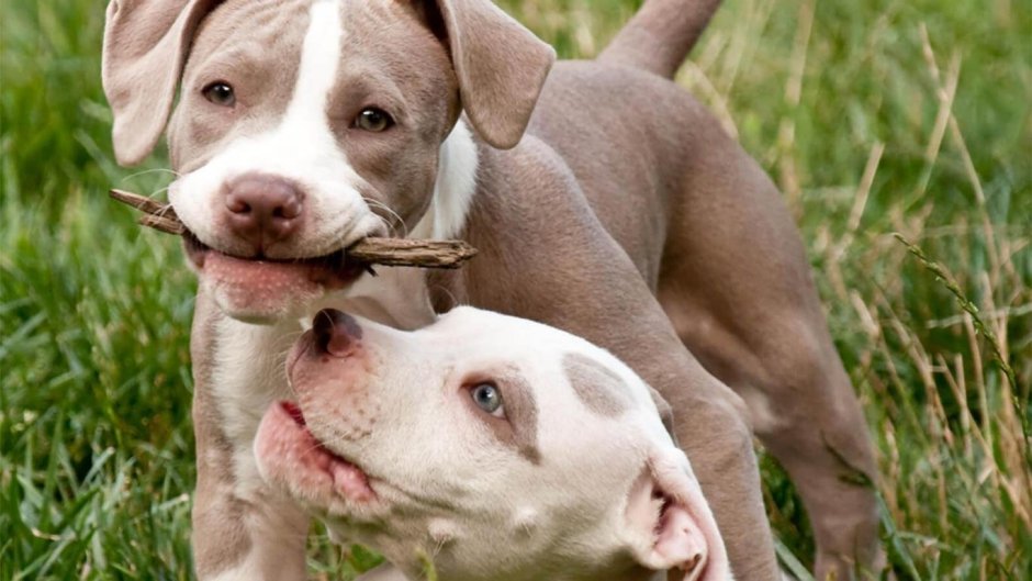 Бык и собака обои