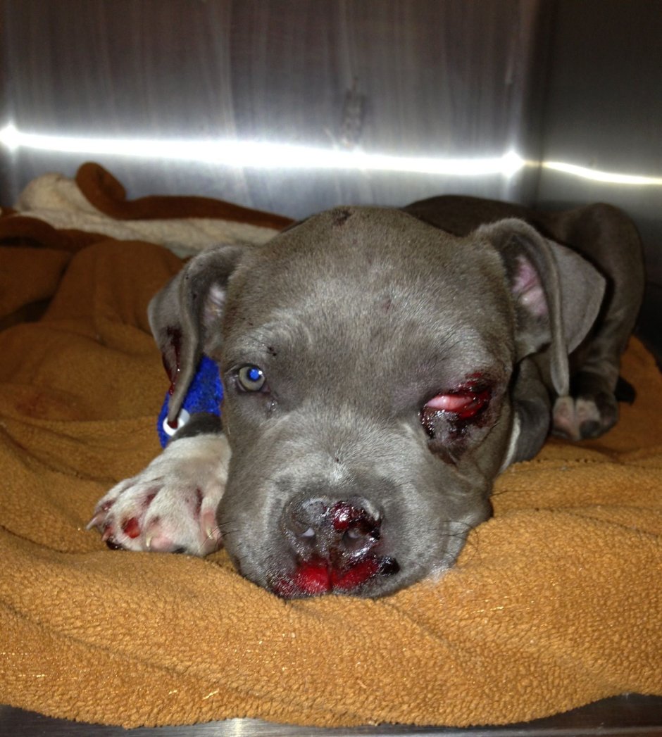 Питбуль сидит на ковре