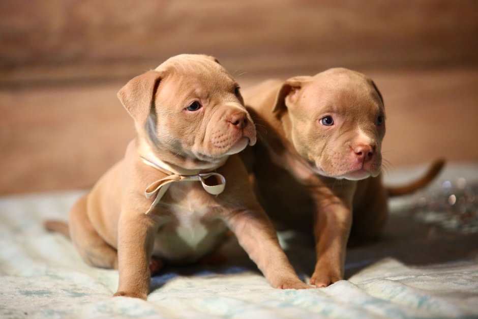 Американ Дрим американский булли