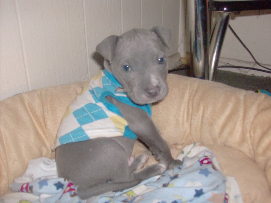 Стаффордширский терьер на кровати